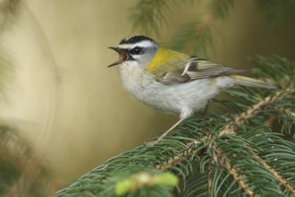 Common Firecrest (Regulus ignicapilla) singing, Baden-Wuerttemberg, Germany