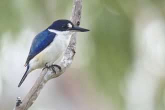 Forest Kingfisher (Todiramphus macleayii) perched on a branch in Papua New Guinea