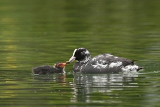 Eurasian Coot (Fulica atra) juvenile, St. Gallen, Switzerland