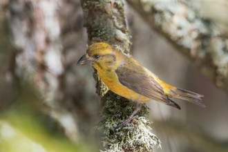 Red Crossbill (Loxia curvirostra) male, Bavaria, Germany