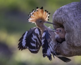 Eurasian Hoopoe (Upupa epops) feeding chick in breeding cavity, Saxony-Anhalt, Germany