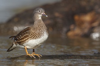Mandarin Duck (Aix galericulata), Baden-Wuerttemberg, Germany