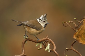 European Crested Tit (Lophophanes cristatus), Utrecht, Netherlands