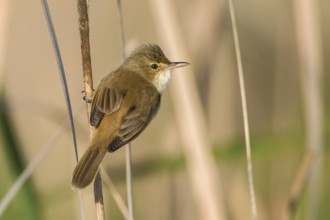 Australian Reed Warbler (Acrocephalus australis) perched on a reed stalk, Victoria, Australia