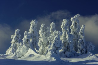 Snow-covered montane forest under rising sun at dawn, Brocken, Saxony-Anhalt, Germany