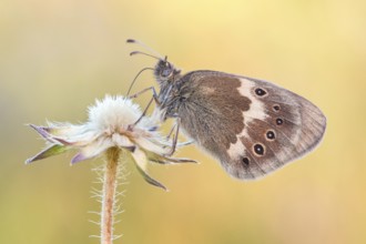 Das Große Wiesenvögelchen (Coenonympha tullia)