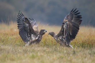 White-tailed Eagle (Haliaeetus albicilla), Kutno, Poland