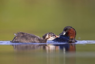 Little Grebe (Tachybaptus ruficollis) adult feeding chick, North Rhine-Westphalia, Germany