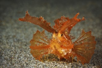 Ambon-Drachenkopf, Pteroidichthys amboinensis Ambon Scorpionfish, Pteroidichthys amboinensis
