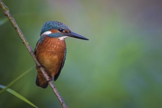 Common Kingfisher (Alcedo atthis) male perched on a twig, Saxony-Anhalt, Germany