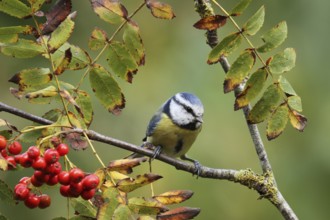 Eurasian Blue Tit (Cyanistes caeruleus), Lower Saxony, Germany