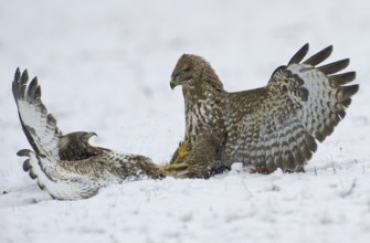 Common Buzzard (Buteo buteo) flying, Saxony, Germany