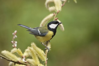 Great Tit (Parus major), Lower Saxony, Germany