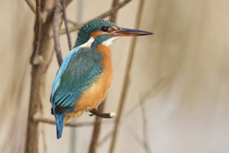 Common Kingfisher (Alcedo atthis) female, Hesse, Germany