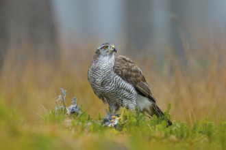 Bird of prey Goshawk with killed Eurasian Magpie on the grass in green forest. Wildlife scene from