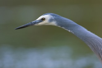 White-faced Heron (Egretta novaehollandiae), Victoria, Australia