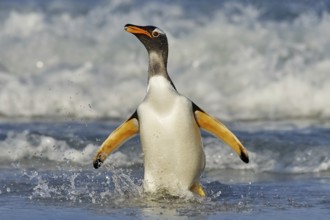 South Georgia in Atlantic Ocean. Gentoo penguin jumps out of the blue water after swimming through