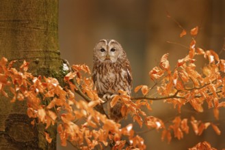 Tawny owl hidden in the fall wood, sitting on tree trunk in the dark forest habitat. Beautiful