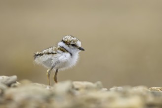 Little Ringed Plover (Charadrius dubius) chick, North Rhine-Westphalia, Germany