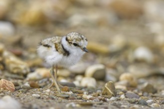 Little Ringed Plover (Charadrius dubius) chick, North Rhine-Westphalia, Germany