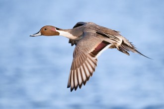 Northern Pintail (Anas acuta) male flying, British Columbia, Canada
