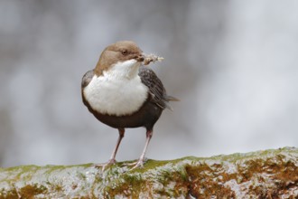 White-throated Dipper, Cinclus cinclus, brown bird with white throat in the river, waterfall in the