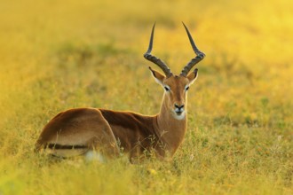 Beautiful impala in the grass with evening sun. Animal in the nature habitat. Sunset in Africa