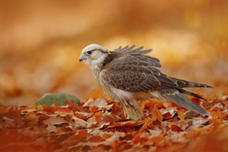 Lanner Falcon, Falco biarmicus, Africa rare bird of prey with orange leaves branch in autumn