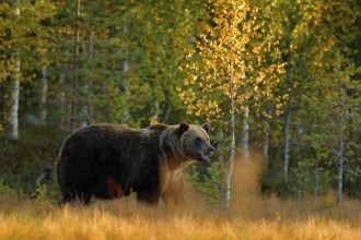 Autumn wood with bear. Beautiful brown bear walking around lake with autumn colours. Dangerous