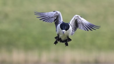 Barnacle Goose (Branta leucopsis) landing, Netherlands