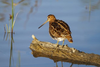 Common Snipe (Gallinago gallinago), Mallorca, Spain