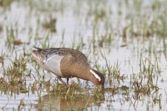 Garganey (Spatula querquedula) male, Mallorca, Spain