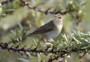 Willow Warbler (Phylloscopus trochilus), Schleswig-Holstein, Germany