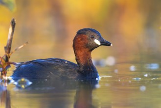Little Grebe (Tachybaptus ruficollis), North Rhine-Westphalia, Germany
