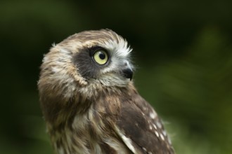 Morepork (Ninox novaeseelandiae) juvenile, captive, Germany