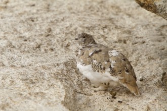 White-tailed Ptarmigan (Lagopus leucura), California, USA