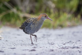 Lewin's Rail (Lewinia pectoralis) male, Victoria, Australia