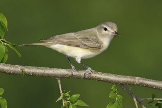 Warbling Vireo (Vireo gilvus), Texas, USA