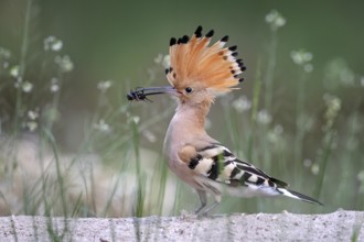 Eurasian Hoopoe (Upupa epops) perched on the ground with insect in beak, Serbia