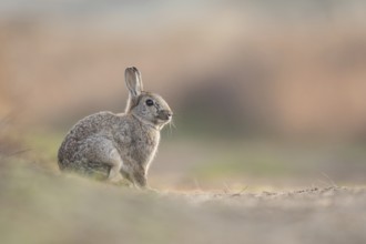European Rabbit (Oryctolagus cuniculus) resting, Texel, Netherlands