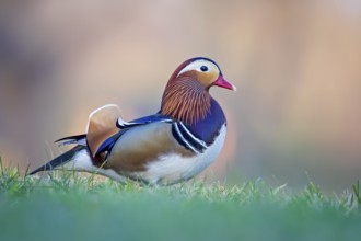 Mandarin Duck (Aix galericulata) male, Saxony-Anhalt, Germany