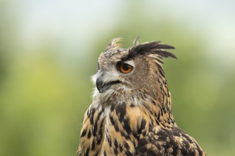 Eurasian Eagle-Owl (Bubo bubo) captive, Germany
