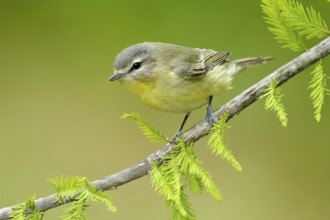 Philadelphia Vireo (Vireo philadelphicus), Texas, USA