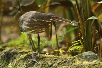 Black Bittern (Dupetor flavicollis), Singapore