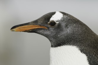 Gentoo Penguin (Pygoscelis papua), Falkland Islands