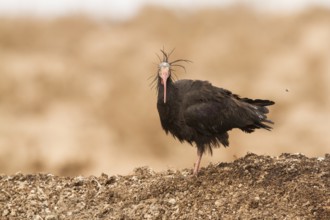 Northern Bald Ibis (Geronticus eremita), Morocco