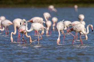 Greater Flamingo (Phoenicopterus roseus), Castile-La Mancha, Spain