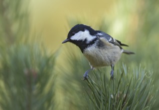 Coal Tit (Periparus ater), Mecklenburg-Western Pomerania, Germany