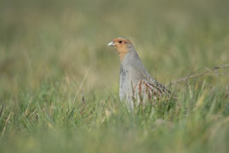 Grey Partridge (Perdix perdix) perched in grass field, North Rhine-Westphalia, Germany
