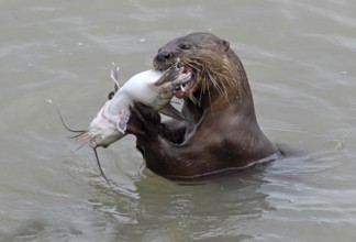 Smooth-coated Otter (Lutrogale perspicillata) feeding on a catfish near Straits Quay Marina,